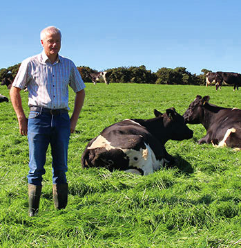 Man with cows in a field